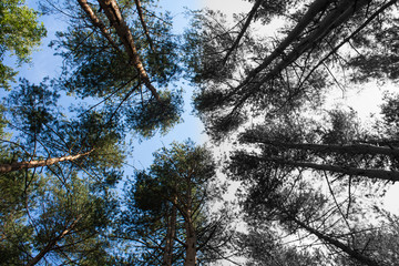 Forest view from below into the sky. Color and black and white forest.