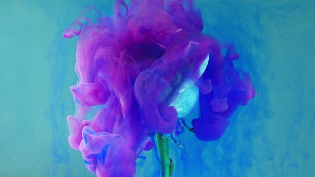 Colorful drop falling on a beautiful rose against blue background.