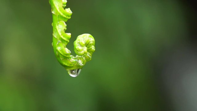 Water Droplet falling of a Koru ,New Zeland Fern, in slowmotion