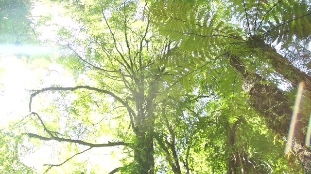 Sunlight through native New Zealand Trees