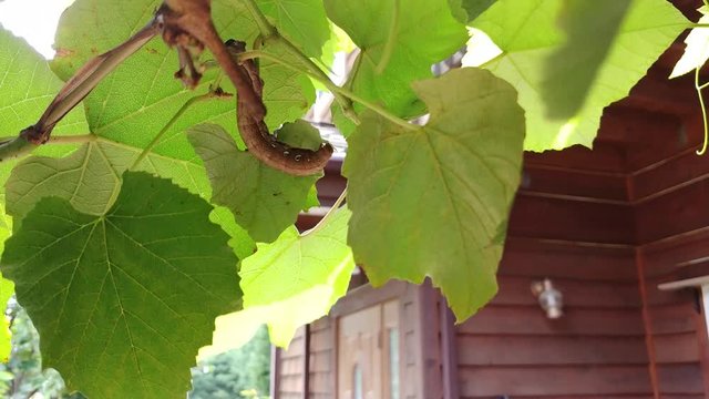 tiger swallowtail butterfly larva