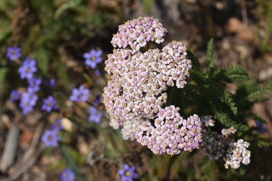 Elegant pink seedum flower blooming in the sun