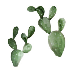 Watercolor picture of the cactus. Opuntia. Isolated on white background.