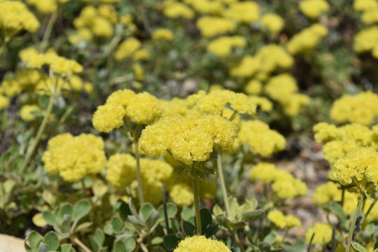 Beautiful yellow seedum flowers in full bloom