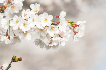 サクラの花