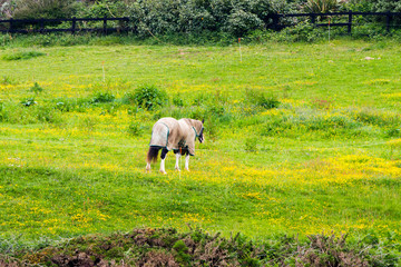 Dramatic landscape of Southern Irish Coastline in the late spring