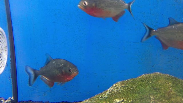 Piranhas im Aquarium