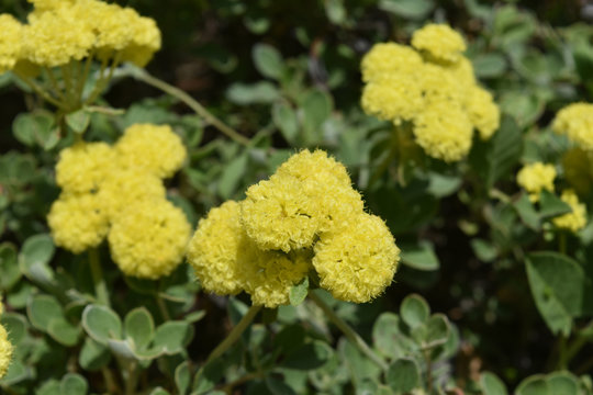 Viberant yellow seedum flowers in a large garden