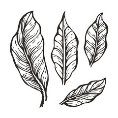 Coffee Tree Leaves Sketch Vector Illustration