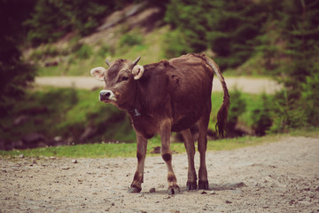 Single funny calf staying on the mountain road, agricultural eco concept