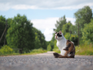 Fototapety na wymiar - Fototapeta24.pl