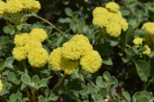 Beautiful bloom of seedum flowers in a garden