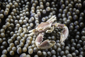 Porcelain crab in Anemone at Lembeh strait, Sulawesi, Indonesia 