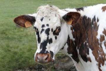 vaches normandes dans le Cotentin, Manche, Normandie
