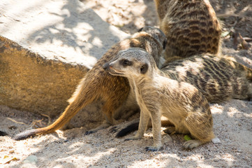 Fototapeta premium View of meerkat