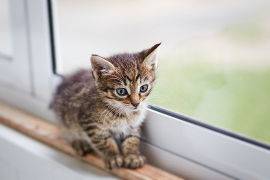 Two-color little cute kitten walking alone on windowsill