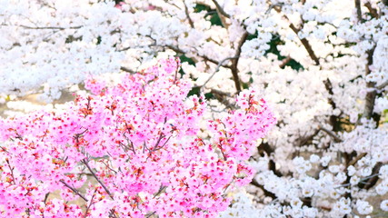 桜