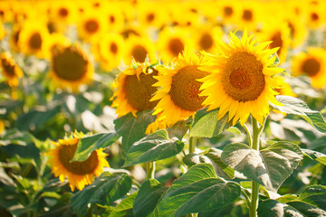 Beautiful field of sunflowers. Rural landscapes under bright sunlight. Background of ripening...