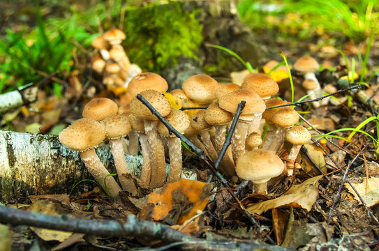 Mushrooms. Ukraine forest is rich in mushrooms. Mushrooms are of different types: mushrooms,mushrooms,mushrooms, mushrooms lisichki.