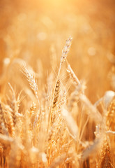 Obraz premium Wheat field. Rural Scenery under Shining Sunlight. A background of the ripening wheat. Rich harvest.