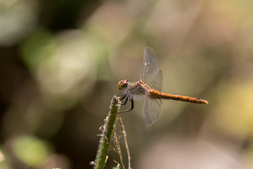 Sympetrum sanguineum – Sympétrum sanguin