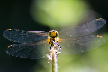 Sympetrum sanguineum – Sympétrum sanguin