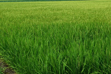 稔り始めた稲穂