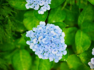 blue hydrangea flowers