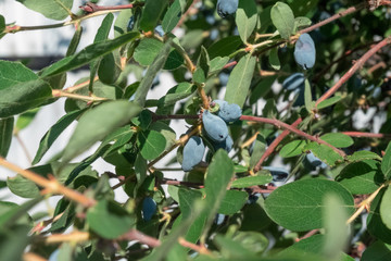 Blue honeysuckle in the garden, lonicera