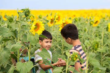 Boys walk on sunflowers  field in sunny hot day. Two boys in the foreground shake each other hands, showing firm friendship or conclude a bet arguing on something