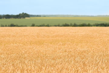 Beautiful view in the wheat field  in summer sunny day