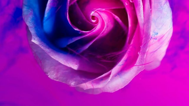 Top view of a beautiful rose in spreading paint. Close-up