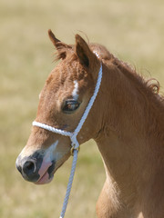 Obraz premium Pretty Foal Headshot
