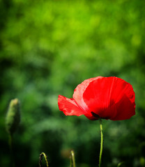 Red poppy flower