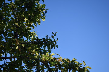 green apple tree branches against a blue clear sky background