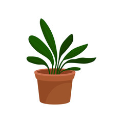 Home decorative plant, houseplant for interior design vector Illustration on a white background