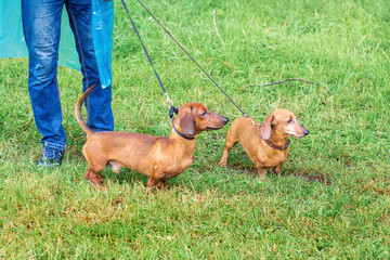Two brown dog dachshund on the leash of the owner during a walk in the park in the rainy weather_