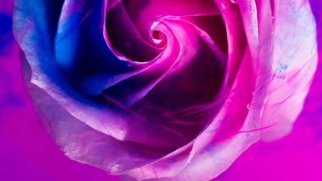 Top view of a beautiful rose in spreading paint. Close-up