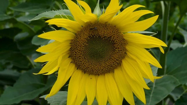 Macro of bee gathering pollen from sunflower in field