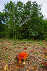 Stumps of cropped alder trees and trunks stocked in a meadow. Deforestation, destruction of deciduous forests.