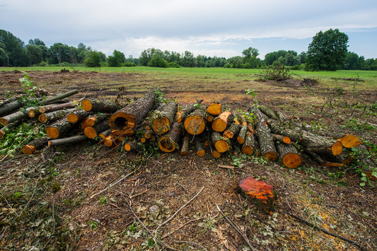 Abandoned cropped logs of alder trees are stored in a meadow.