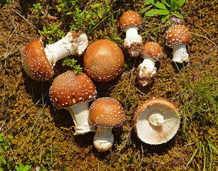 amanita pantherina mushroom