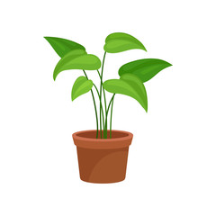 Home decorative plant, greren houseplant for interior design vector Illustration on a white background