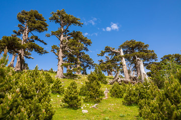 Loricato pines in the Pollino national park © trattieritratti