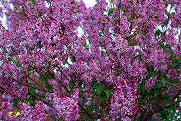 Obraz premium blooming lilac branches in the garden