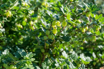 Fresh green gooseberry on a branch