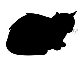 isolated silhouette cat