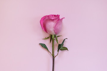 Single beautiful pink purple rose on a pastel background. Fashionable. minimalism. View from above.