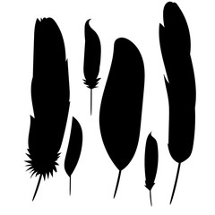 silhouette of a feather, collection