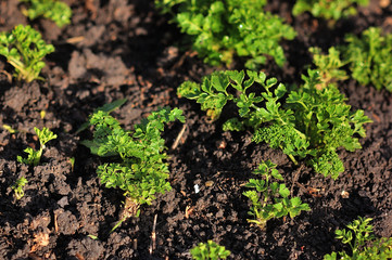 Fresh parsley growing in garden.
